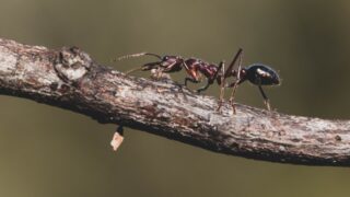 Мед австралийских медовых муравьев обладает антибактериальными свойствами