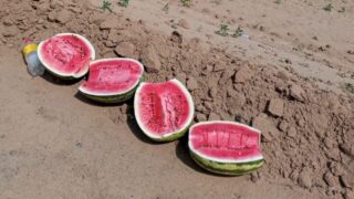 На границе Казахстана с Россией образовалась длинная очередь грузовиков с арбузами