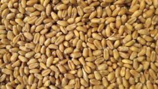 Ожидания дождей привели к снижению цен на кукурузу и пшеницу в среду