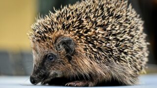 Пожарные в Актобе вытащили ежа из огня