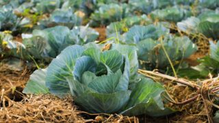 Предупреждение о назревающем продовольственном кризисе в США