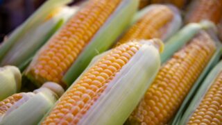 Прогноз урожайности подсолнечника, пшеницы, свеклы и кукурузы в Казахстане