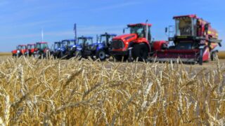 Прогнозируется распространение саранчи на площади более 1,5 млн га в Казахстане