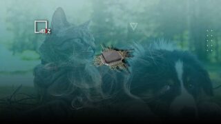 Сколько будет стоить чипирование домашних животных в РК и что нужно знать