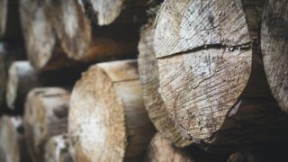 В Казахстане намерены запретить вырубать деревья в определенных лесах