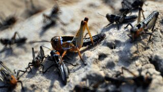 В Костанае запланирована химическая обработка для борьбы с саранчой