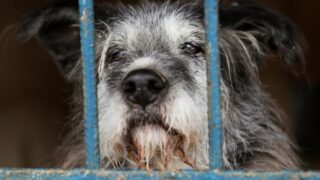 В Павлодаре строят центр для бродячих кошек и собак