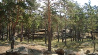 В Павлодарской области осудили замдиректора «Ертіс Орманы» за взятку в 1 млн тенге