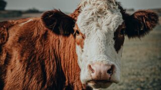 В ЗКО зафиксировали более 20 случаев бруцеллеза с начала года