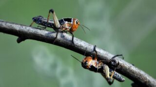 Видео с полчищами саранчи напугало жителей Атырауской области