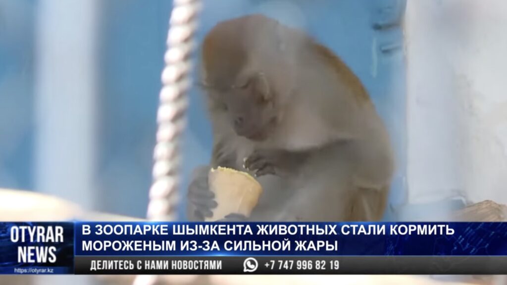 Фото: кадр из видео