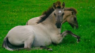 40 лошадей Пржевальского будут доставлены из зоопарков Чехии в Казахстан