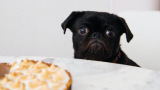 Головной мозг млекопитающих реагирует на холод, заставляя их есть больше