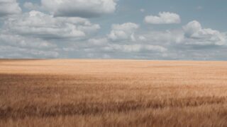 Казахстанские аграрии требуют ввести пошлину на ввоз российского зерна для защиты отечественного рынка