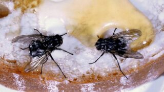 Важность правильного питания для спортсменов: какие продукты помогают восстановиться после тренировки