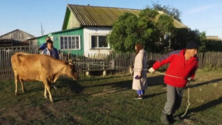 На севере Казахстана зафиксирована вспышка бруцеллеза