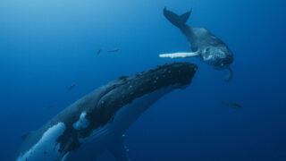 Перуанский гигант: открыт новый вид древних котов, самое тяжелое животное на Земле