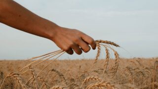 Посевная площадь в Казахстане увеличилась в 2023 году на 3%