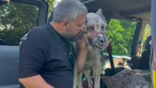 После взрыва автоцистерн: история о том, как собака Уголёк нашёл свою семью