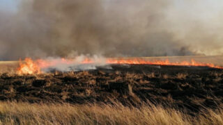 Пожар в Наурзумском заповеднике: пострадал работник, тушат уже 18 часов