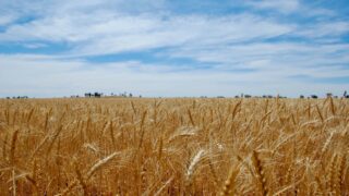 Проблемы с экспортом: закредитованность и гниение пшеницы в Казахстане