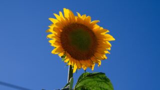 Профильная ассоциация прогнозирует дефицит сырья и неурожай подсолнечника в Казахстане