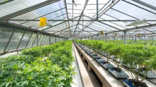 Развитие тепличного хозяйства в Казахстане: проблемы и перспективы