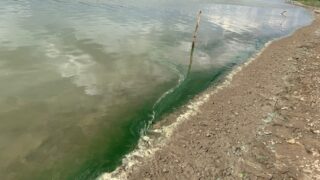 В Атырауской области спасли и выпустили в реку более 600 кг мальков