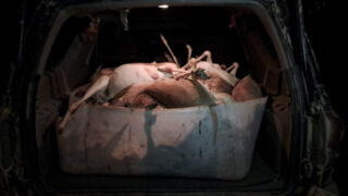 Убившие 17 джейранов-каракуйрыков браконьеры задержаны в Мангистауской области