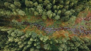 Ученые обнародовали результаты исследования загадочных гигантских вирусов в лесу Массачусетса