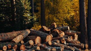 Ущерб от незаконной вырубки леса в Павлодарской области за год составил 8,3 млн тенге