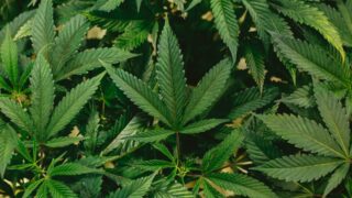 В Алматы задержаны подозреваемые в выращивании и сбыте наркотиков в особо крупном размере