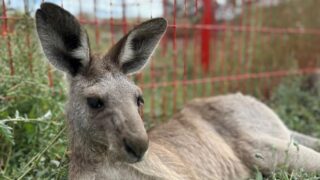 В Караганде выбирают имена для двух кенгуру