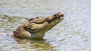 В Шымкенте заявили о появлении крокодила в местном озере