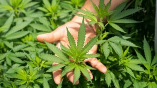 Коноплю разрешили выращивать в Казахстане