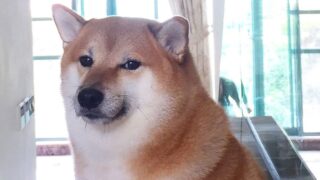 Звезда мема пес Чимс умер в Гонконге