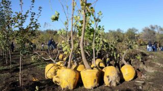 500 тенге на 1 дерево на 2 года: почему в Алматы не приживались и высыхали зеленые насаждения