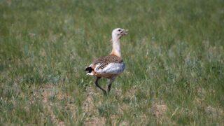 Более 4 тысяч редких краснокнижных птиц были выпущены на волю в Кызылординской области