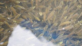 Десятками тысяч карпов пополнились водоемы Астаны