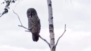 Инспектор нацпарка «Бурабай» запечатлел на камеру редкую бородатую сову