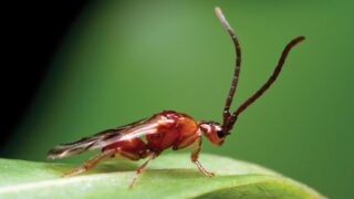 Исследователи обнаружили 16 новых видов паразитических ос во Вьетнаме