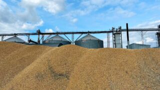 Казахстанские фермеры начали сушить зерно после дождей