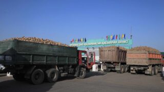 Коксуский завод принял на переработку первую партию сахарной свеклы