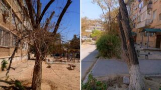 На месте вырубленных деревьев в Актау не было посажено ничего взамен