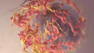 Обработка иммунных клеток витамином В3 повышает эффективность иммунотерапии рака