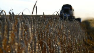 Ограничение импорта зерна не затронет транзит, элеваторы, птицефабрики и переработчиков