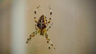 Пауки-распространители яда: их роль в загрязнении окружающей среды ртутью