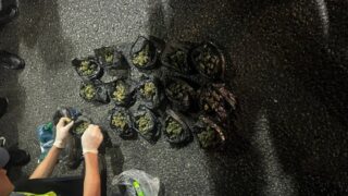 Полиция Алматы задержала выращивавшего марихуану наркодилера