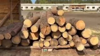 Полиция проводит крупномасштабное оперативное мероприятие в РГУ «Ертіс орманы»