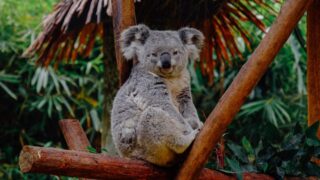 Ученые выявили причины сокращения популяции коал в Австралии